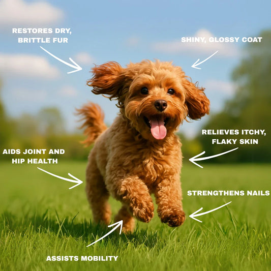 Collagen For Dogs