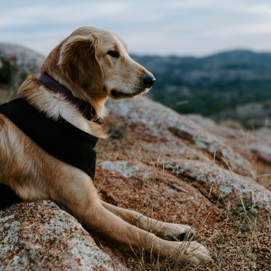 Premium Collagen For Dogs Powder