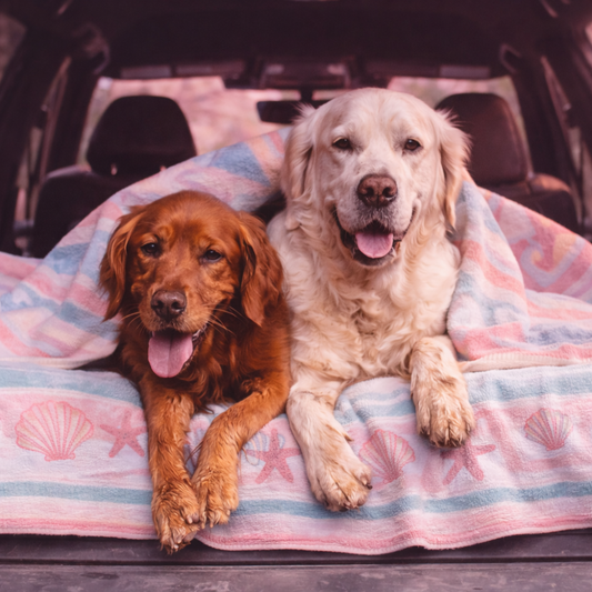 Skin and Coat Collagen For Dogs